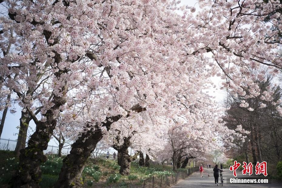 紐約民眾在中央公園櫻花步道晨跑