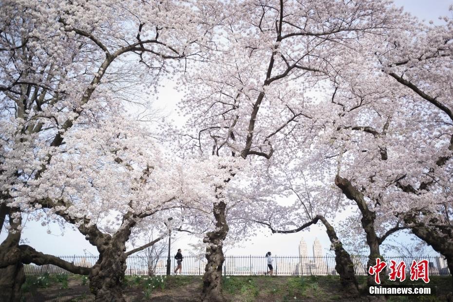 紐約民眾在中央公園櫻花步道晨跑