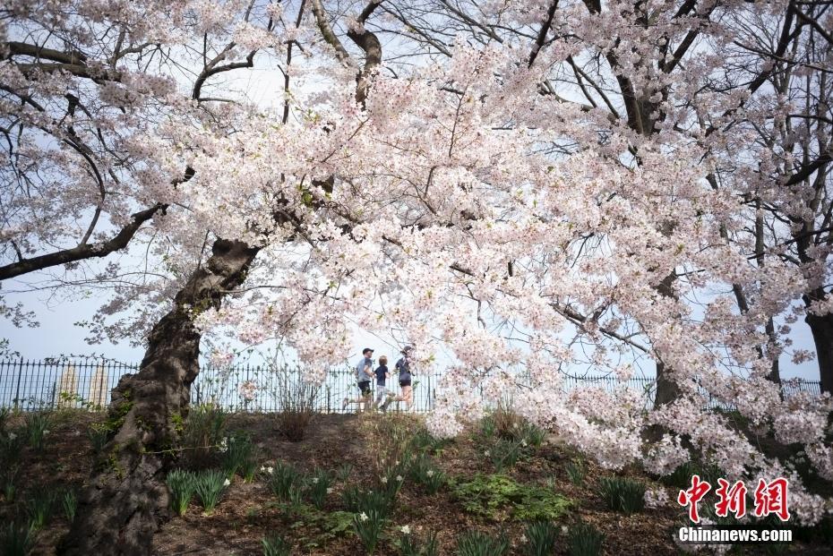 紐約民眾在中央公園櫻花步道晨跑