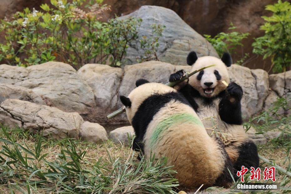 日本上野动物园大熊猫萌态十足吸引民众