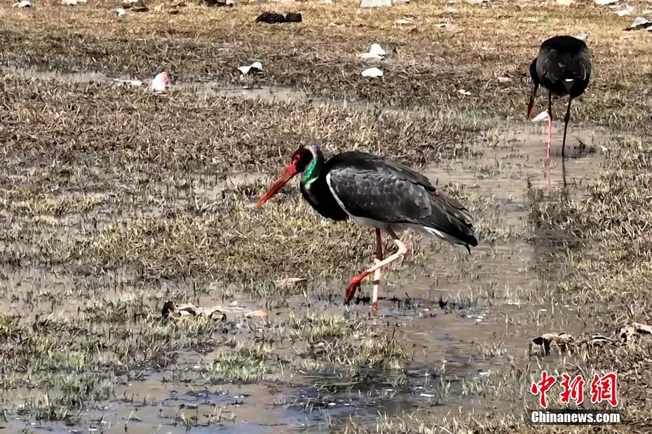 祁連山國(guó)家公園青海片區(qū)“鳥中大熊貓”愜意現(xiàn)身