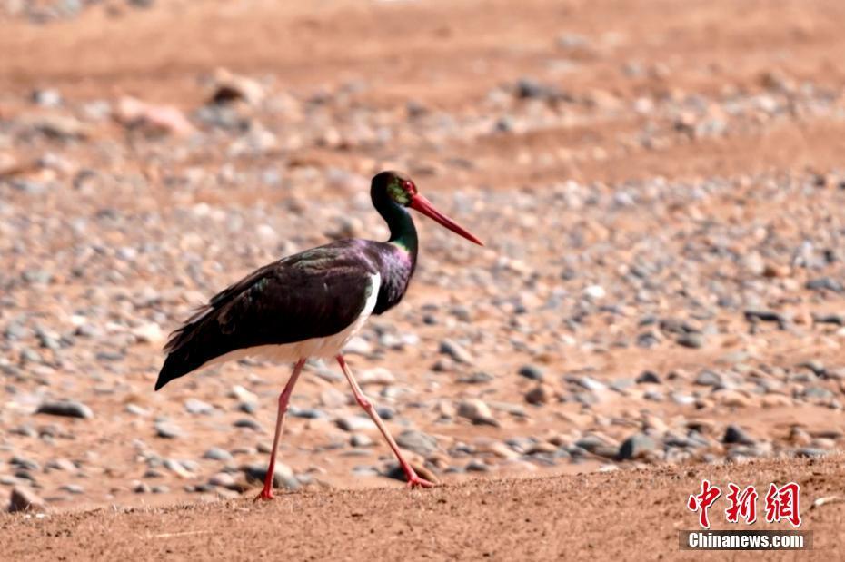 祁連山國家公園青海片區(qū)“鳥中大熊貓”愜意現(xiàn)身