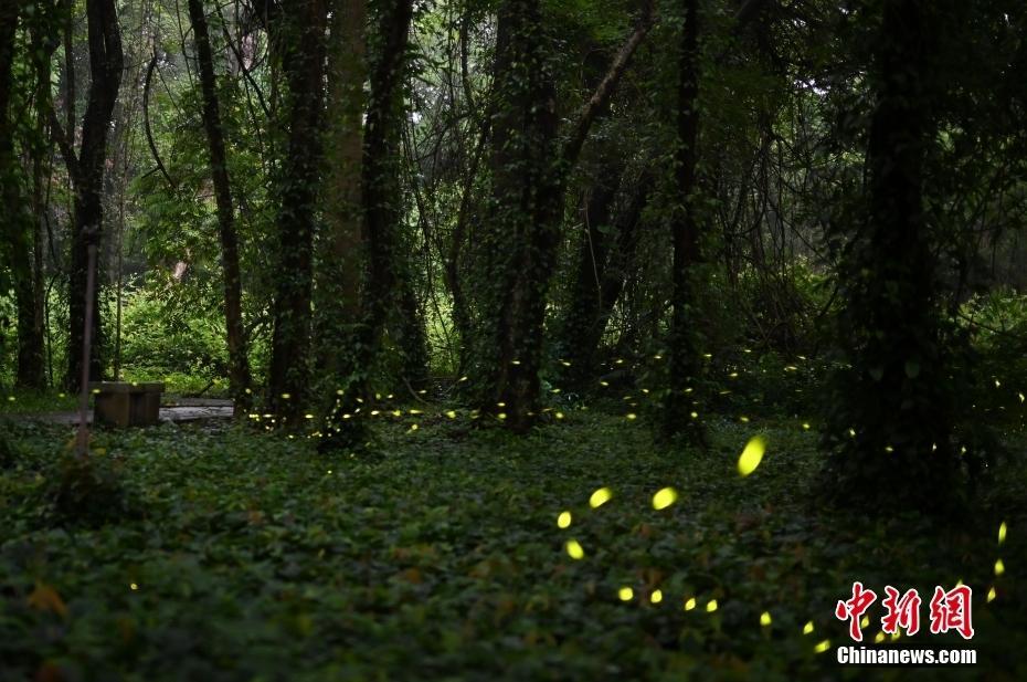 廣州華南植物園螢火蟲飛舞 宛若星河落入林間