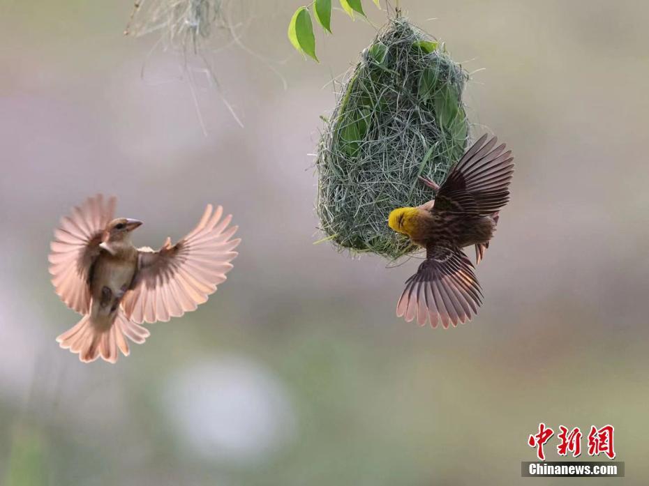 云南昌寧：動物界“最美紡織工”黃胸織布鳥筑巢忙