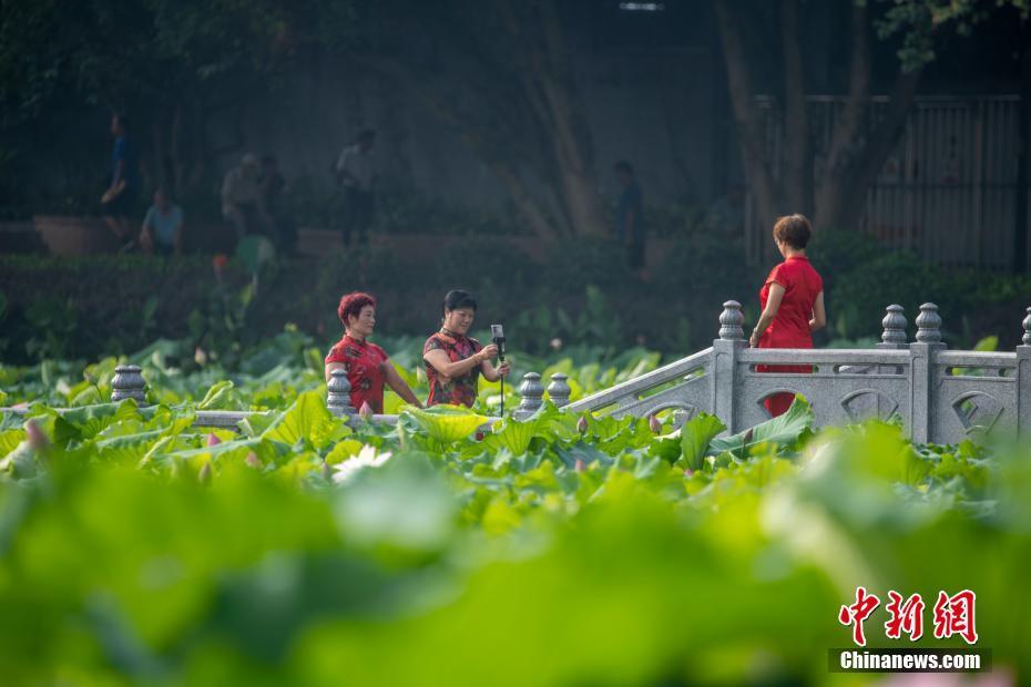 廣西梧州夏日荷花競相綻放 市民紛至沓來賞荷打卡