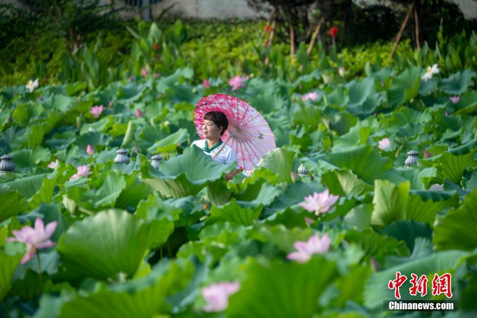 廣西梧州夏日荷花競相綻放 市民紛至沓來賞荷打卡