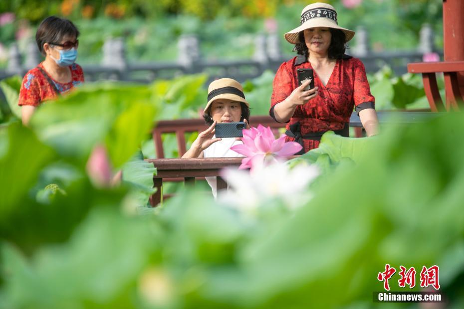 廣西梧州夏日荷花競相綻放 市民紛至沓來賞荷打卡