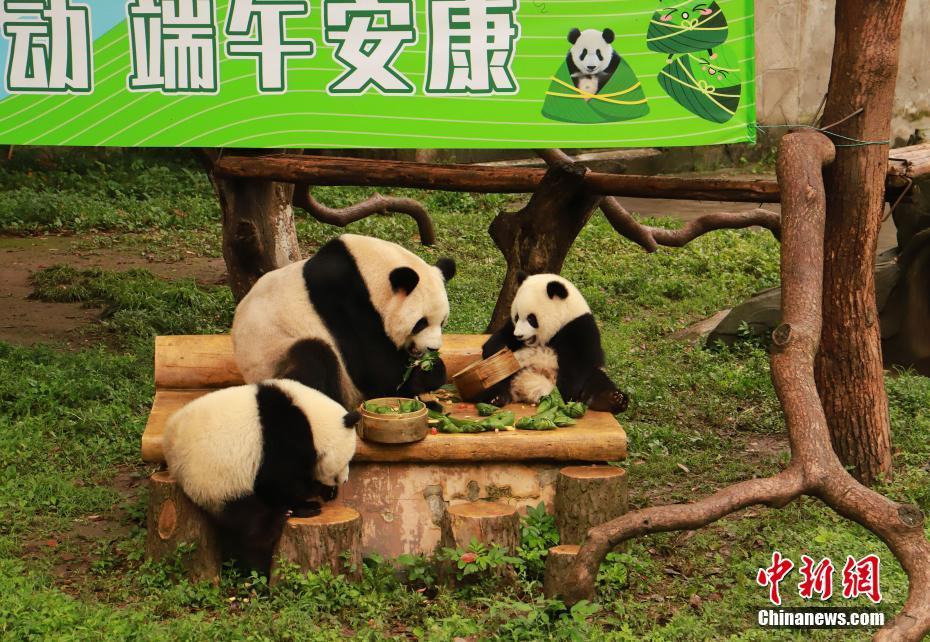 重慶動(dòng)物園大熊貓吃特制香粽慶端午