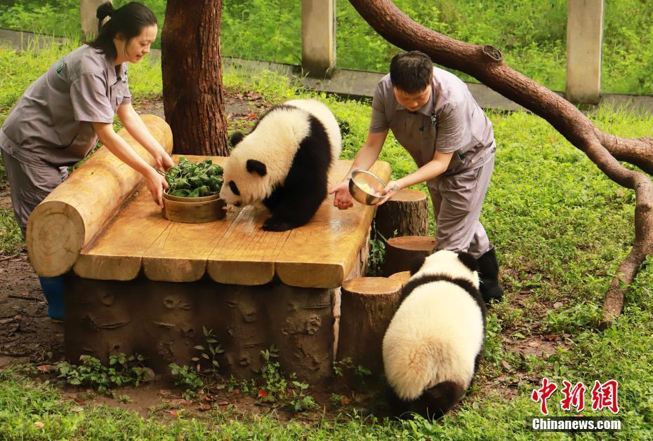 重慶動(dòng)物園大熊貓吃特制香粽慶端午