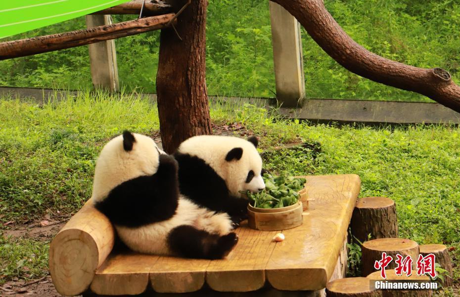 重慶動(dòng)物園大熊貓吃特制香粽慶端午