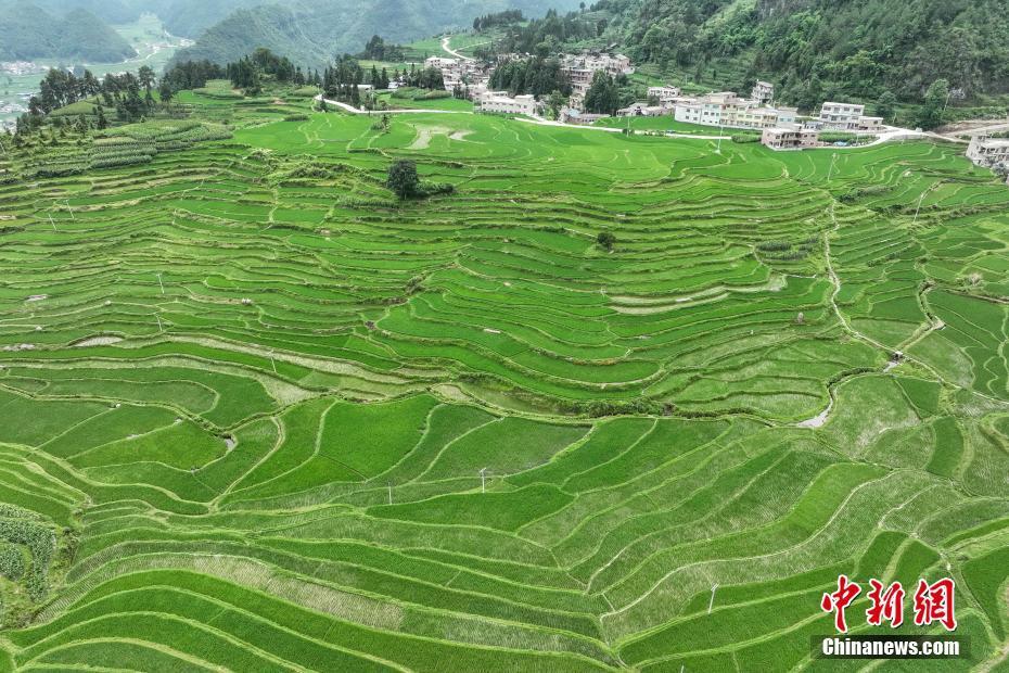 航拍貴州貴定夏日梯田阡陌縱橫