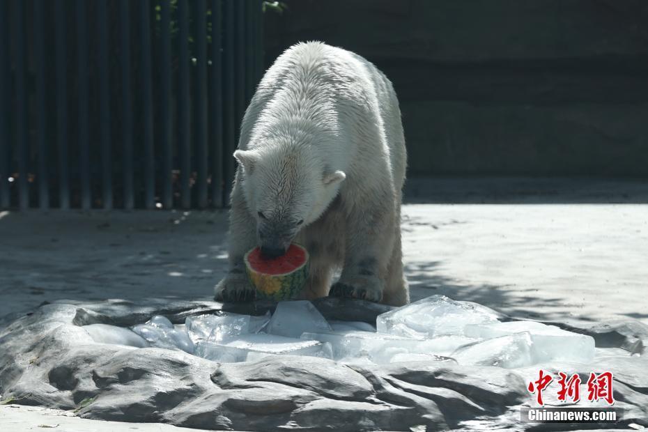 北京動(dòng)物園動(dòng)物避暑有“涼”方