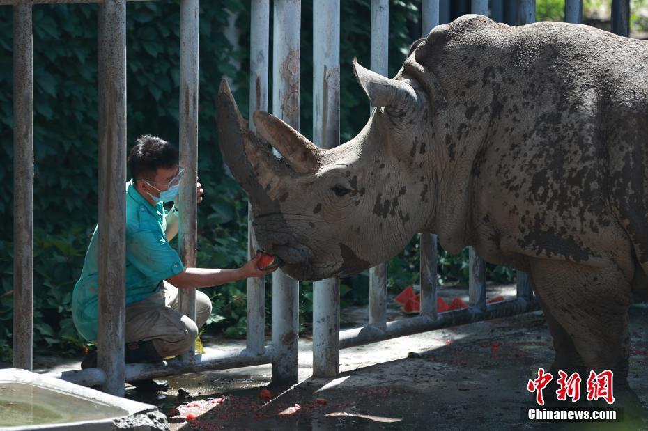 北京動物園動物避暑有“涼”方