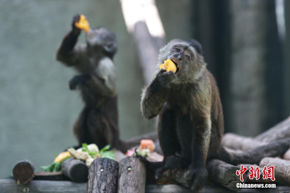 北京動物園動物避暑有“涼”方