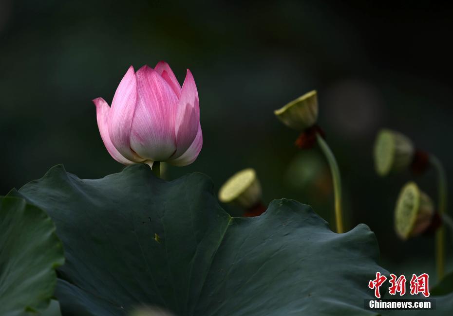 四川成都：“大暑”節(jié)氣荷花盛開