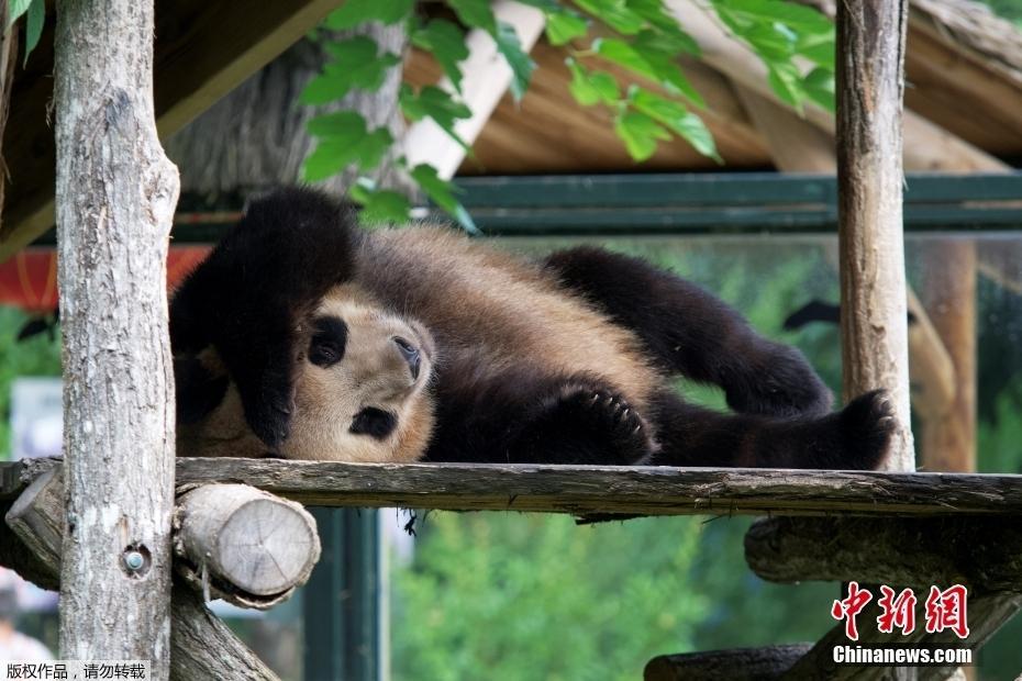 旅法大熊貓幼仔“圓夢”即將回國