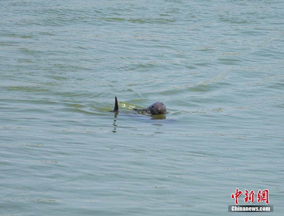 江水上漲 江豚葛洲壩水域沖浪戲水