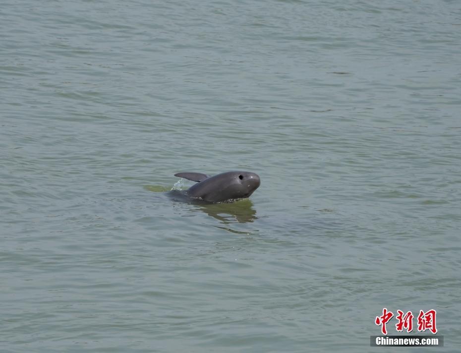 江水上漲 江豚葛洲壩水域沖浪戲水