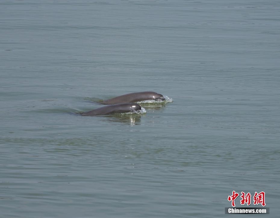 江水上漲 江豚葛洲壩水域沖浪戲水