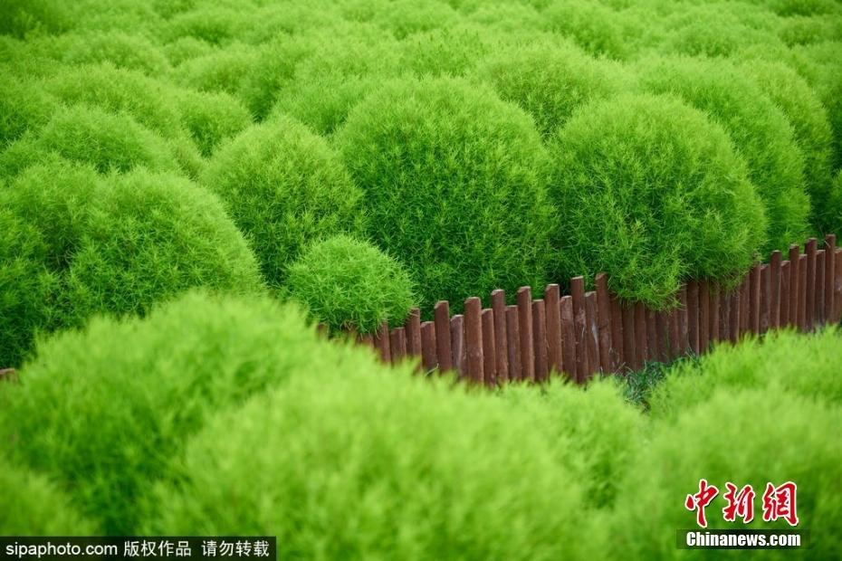 北京奧森公園地膚草郁郁蔥蔥 收獲一片“毛茸茸”的快樂(lè)