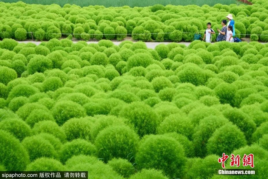 北京奧森公園地膚草郁郁蔥蔥 收獲一片“毛茸茸”的快樂(lè)