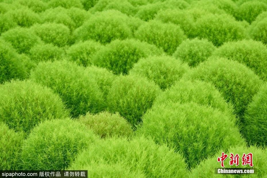 北京奧森公園地膚草郁郁蔥蔥 收獲一片“毛茸茸”的快樂