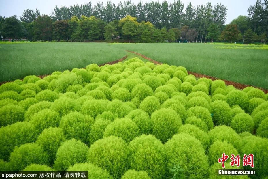 北京奧森公園地膚草郁郁蔥蔥 收獲一片“毛茸茸”的快樂