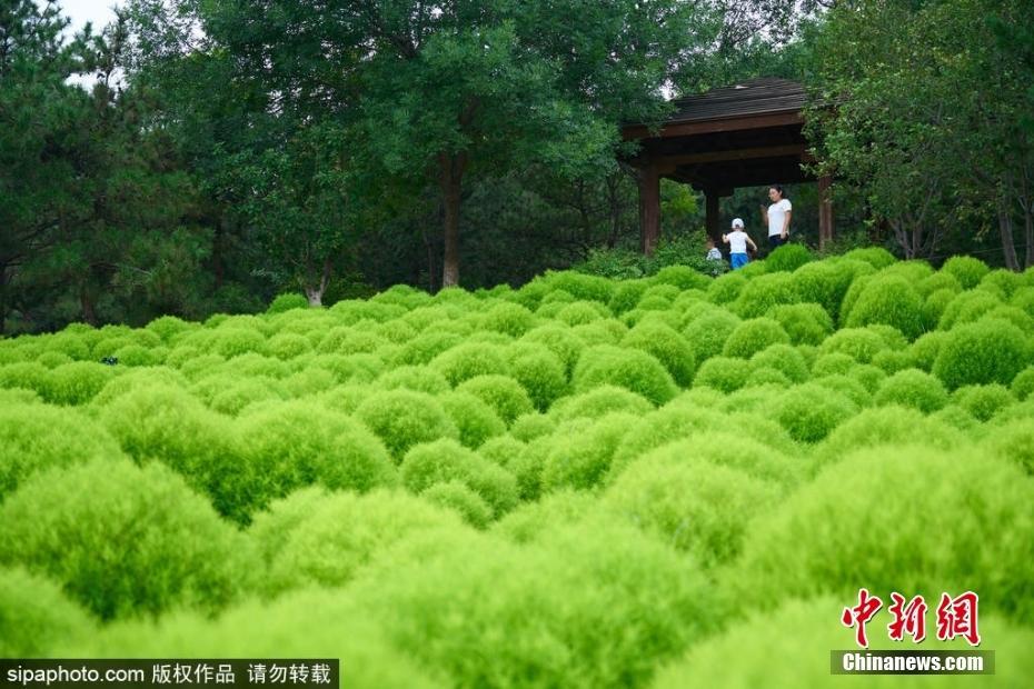 北京奧森公園地膚草郁郁蔥蔥 收獲一片“毛茸茸”的快樂