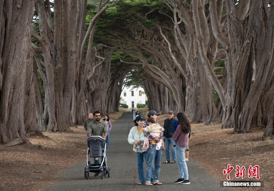 美國北加州“柏樹隧道”成“網(wǎng)紅”景點