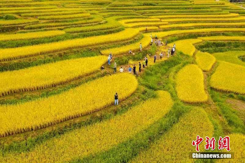 湖南東安：金秋梯田開鐮成“豐”景