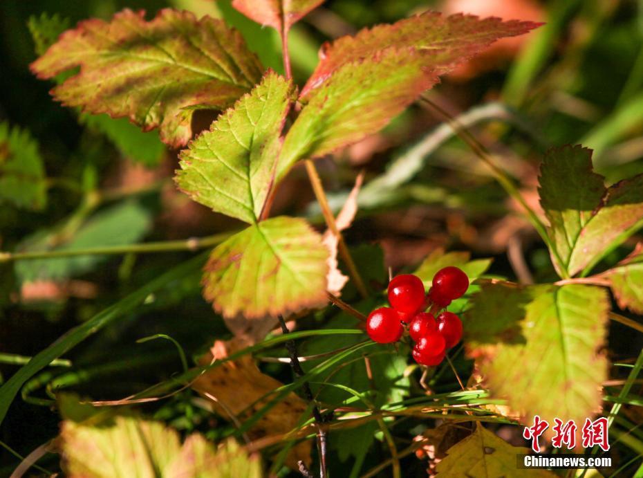 內(nèi)蒙古額爾古納秋意漸濃