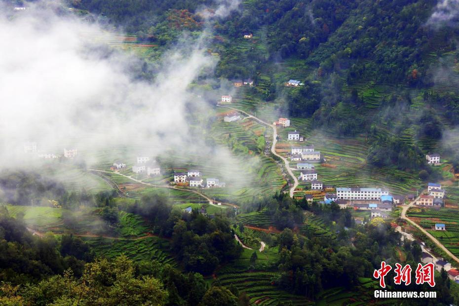 三峽壩區(qū)：“云海茶谷”風景美如畫