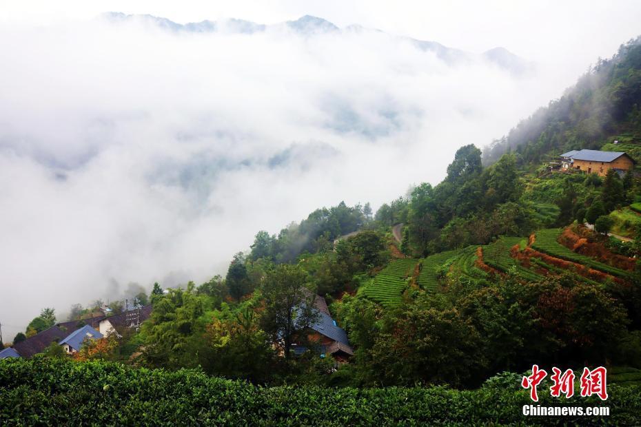 三峽壩區(qū)：“云海茶谷”風(fēng)景美如畫