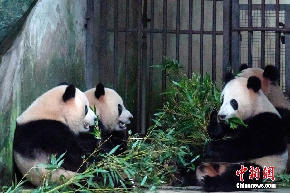 萌化了,！大熊貓雨中“圍爐煮茶”