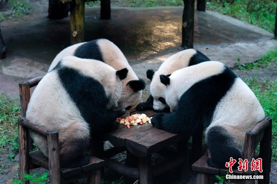 萌化了！大熊猫雨中“围炉煮茶”