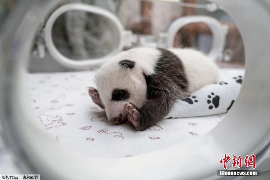 俄罗斯史上首只大熊猫幼崽满月 性别确定是个小公主