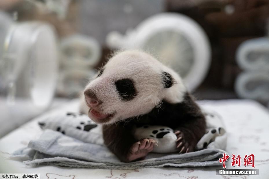 俄羅斯史上首只大熊貓幼崽滿月 性別確定是個小公主