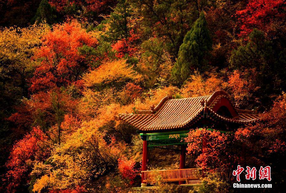 万亩红叶竞绽放 秋天浪漫了人祖山