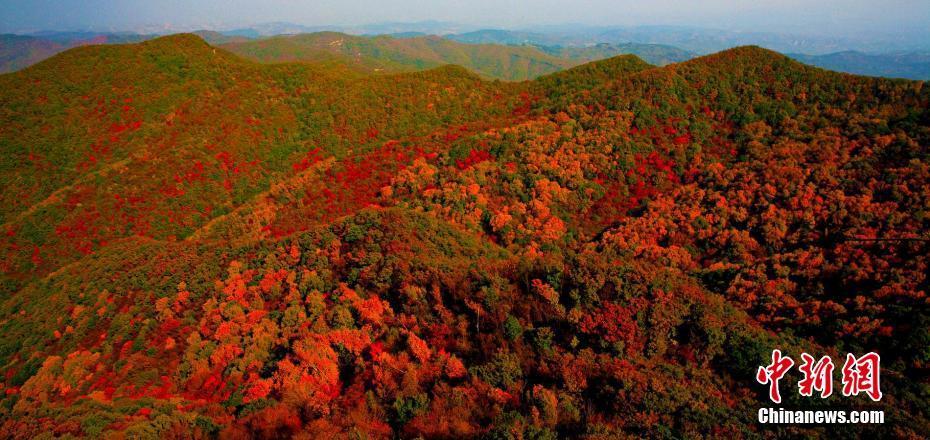 万亩红叶竞绽放 秋天浪漫了人祖山