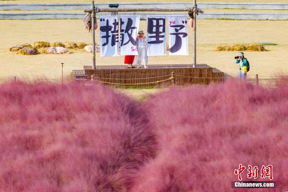 南京東郊花海如煙似霧呈現(xiàn)粉色浪漫