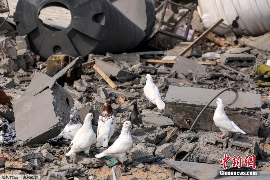 巴以沖突致加沙地帶殘骸遍地 “和平鴿”廢墟停留