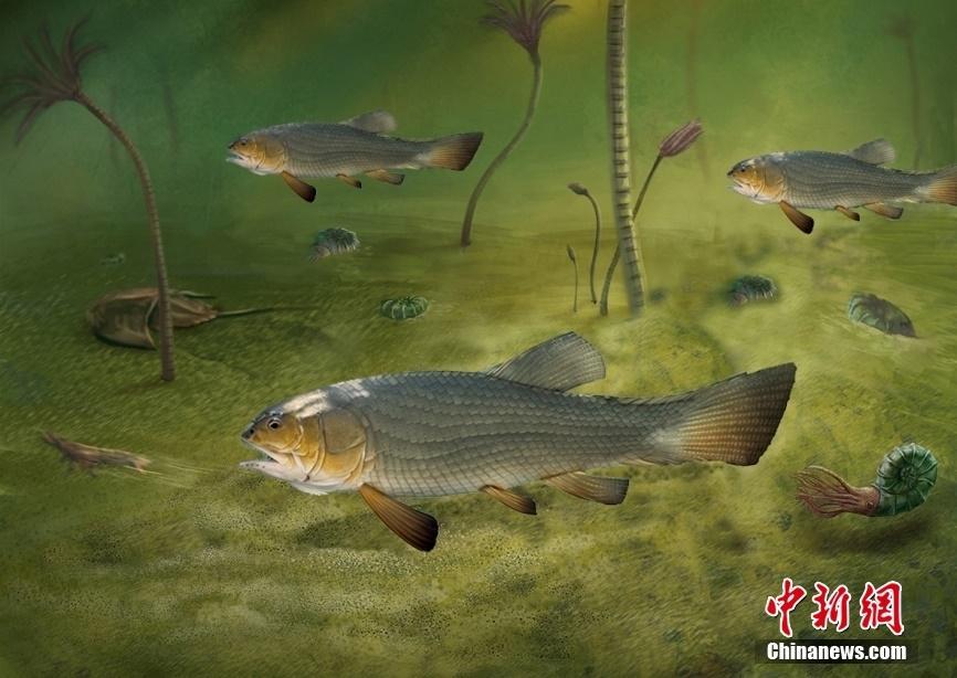 中國(guó)科學(xué)家新發(fā)現(xiàn)2.44億年前最原始鉸齒魚(yú)類(lèi)“圓尾滇東魚(yú)”