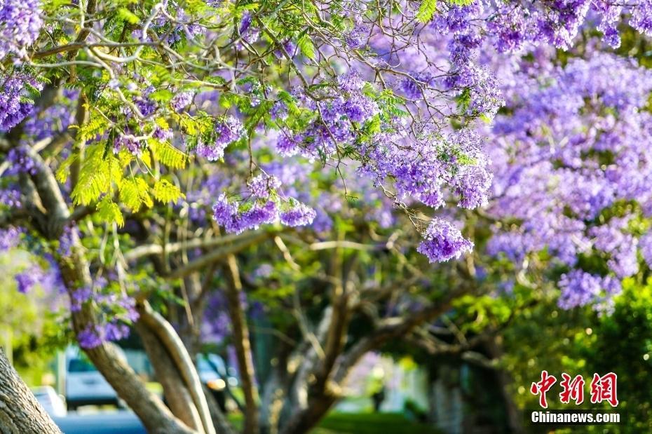 澳大利亞悉尼迎藍(lán)花楹盛開(kāi)期 艷陽(yáng)下絢爛至極