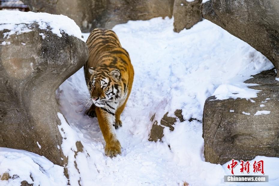 黑龙江哈尔滨：东北虎开启撒欢模式 雪地里亲昵玩耍