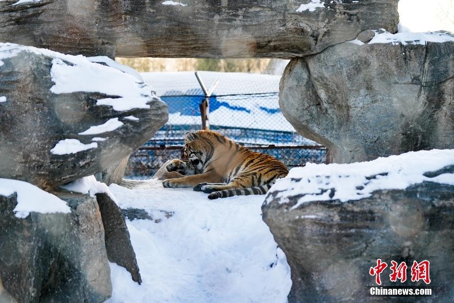 黑龍江哈爾濱：東北虎開啟撒歡模式 雪地里親昵玩耍