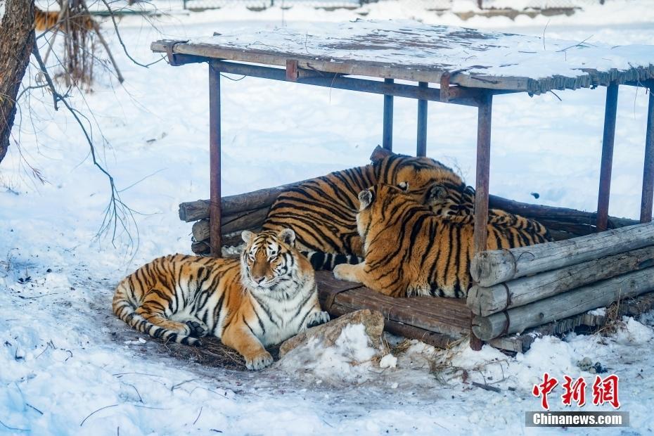 黑龍江哈爾濱：東北虎開啟撒歡模式 雪地里親昵玩耍