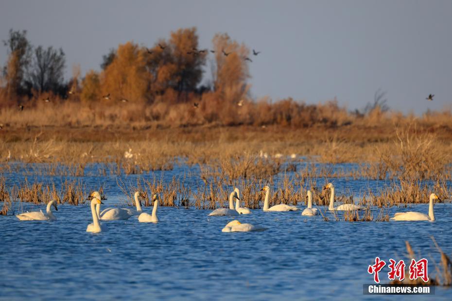 新疆博斯騰湖：天鵝舞翩躚 盡顯和諧美