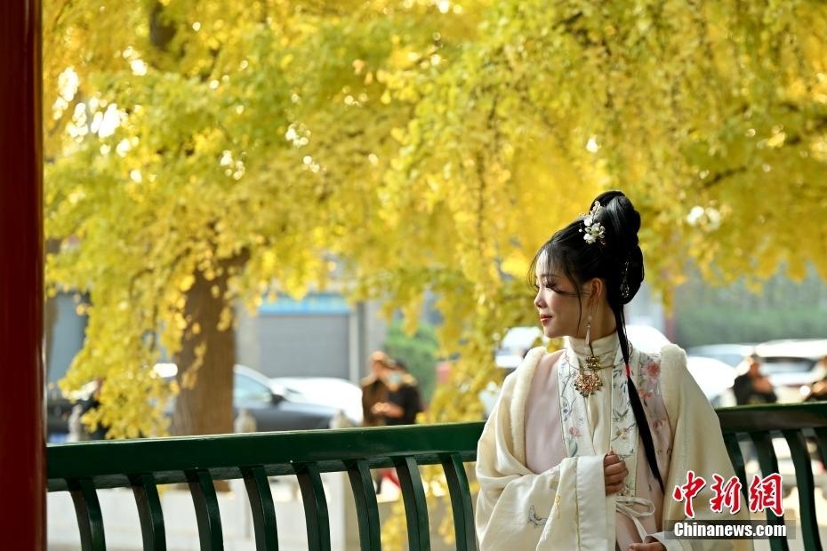 北京中山公園銀杏漸黃引客來