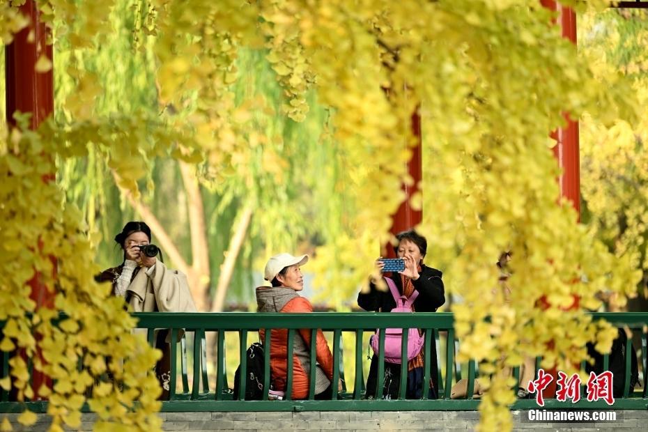 北京中山公園銀杏漸黃引客來