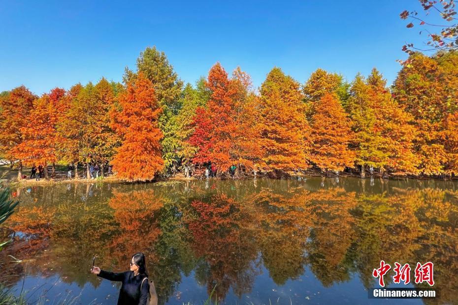 唯美,！南京紫金山初冬時節(jié)層林盡染詩意濃